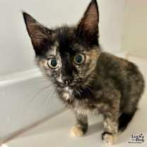 Thumbnail photo of Victoria's Secret #2