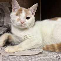 Thumbnail photo of Lee #3