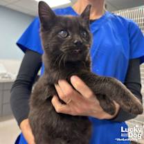 Thumbnail photo of David #2