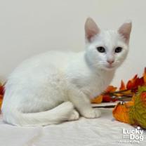 Thumbnail photo of Magician #1