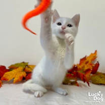 Thumbnail photo of Magician #2