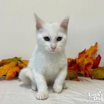 Thumbnail photo of Magician #3