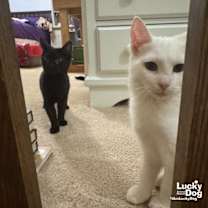 Thumbnail photo of Magician #4