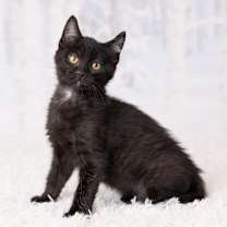 Thumbnail photo of MC #2