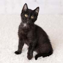 Thumbnail photo of MC #3