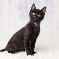 Thumbnail photo of MC #4