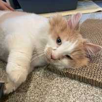 Thumbnail photo of Ruthie #4