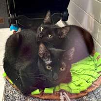 Thumbnail photo of Vulture #3