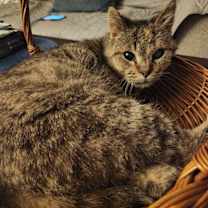 Thumbnail photo of Grace #3