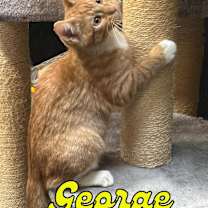 Thumbnail photo of George #1