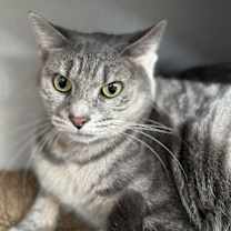 Thumbnail photo of Atlas #1