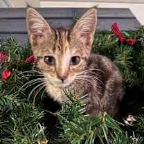 Thumbnail photo of Gala #3