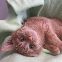 Thumbnail photo of Dasher #1