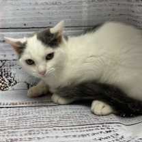 Thumbnail photo of Spot TCR Blue Condo 9/16/25 #1