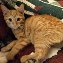 Thumbnail photo of Mango #1