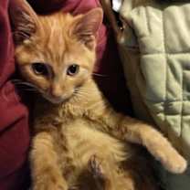 Thumbnail photo of Mango #2