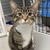 Thumbnail photo of Missy Moo #1