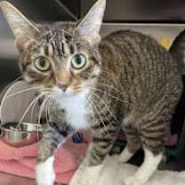 Thumbnail photo of Missy Moo #2