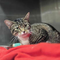 Thumbnail photo of Missy Moo #3