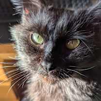 Thumbnail photo of Queenie #4