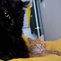 Thumbnail photo of Queenie #1