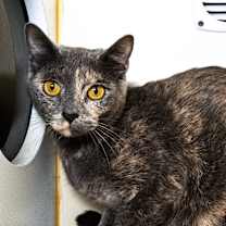 Thumbnail photo of Chica #2