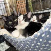Thumbnail photo of Tux, Patches, Penny #1