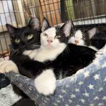 Thumbnail photo of Tux, Patches, Penny #2