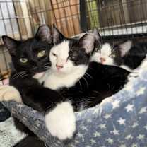 Thumbnail photo of Tux, Patches, Penny #3