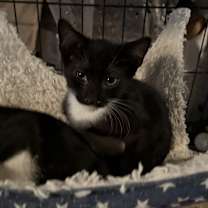 Thumbnail photo of Tux, Patches, Penny #4