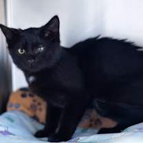 Thumbnail photo of Santa Paws  #2