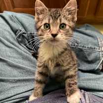 Thumbnail photo of Rumi #1