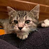 Thumbnail photo of Rumi #2