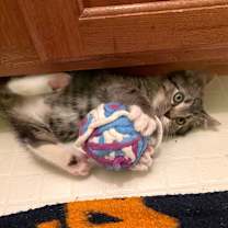 Thumbnail photo of Rumi #3