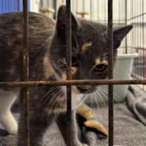 Thumbnail photo of Talia #4