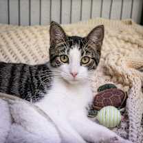 Thumbnail photo of Clove  #1