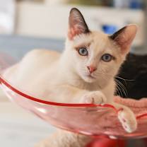 Thumbnail photo of Gomez #1