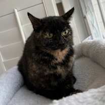 Thumbnail photo of Bear #1