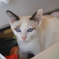 Thumbnail photo of Gomez #2