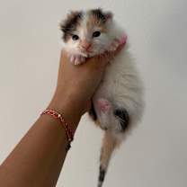 Thumbnail photo of Poppy #2