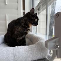 Thumbnail photo of Bear #2