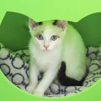 Thumbnail photo of Gomez #3