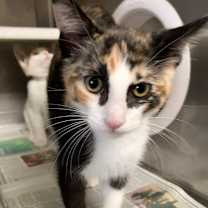 Thumbnail photo of Maple #2