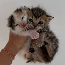 Thumbnail photo of Drunk Uncle #3