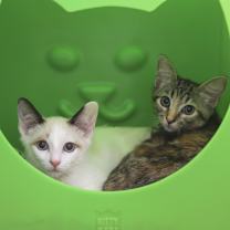 Thumbnail photo of Gomez #4