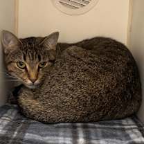 Thumbnail photo of Tiger #2