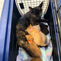 Thumbnail photo of Bear #3