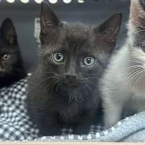 Thumbnail photo of Reelo aka Little Bit #3