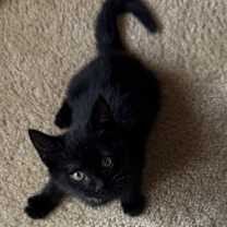 Thumbnail photo of Reelo aka Little Bit #4