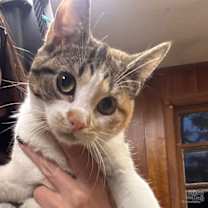 Thumbnail photo of Tomato #1